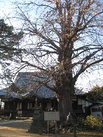 龍蔵寺の大イチョウ