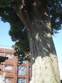 �z�J�s ��Ԑ_�Ђ̃P���L