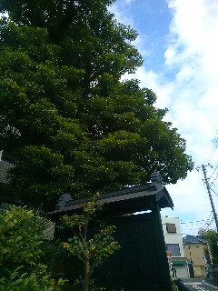 �z�J�s �L��Ƃ̃^�u�m�L