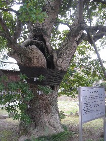 越谷市 大聖寺のタブノキ
