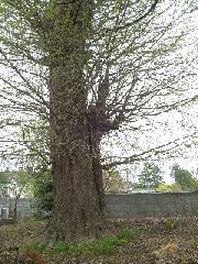 �󐳉@�̑�C�`���E