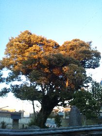 �H���s ��V���V�C�m�L