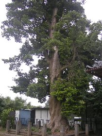 �V���{�̃}�L