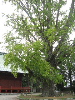 加須市 徳性寺のイチョウ