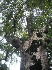 久喜市:渡辺家のクスノキ