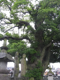 �����s�F�������̃^�u�m�L