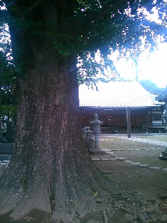 行田市,長久寺のイチョウ