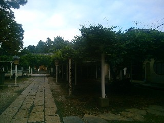 行田市,久伊豆神社の藤