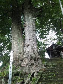 ���������_�Ђ̃P���L