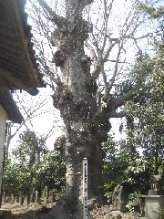 �{���s�F���}�_�Ђ̃P���L