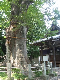 ��R��א_�Ђ̃P���L