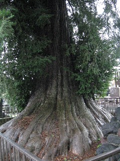 �{���s�F��֎��̃J��