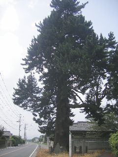 ��䓰�̃R�E���}�L