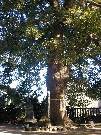 金鑽神社のクスノキ