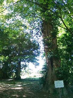 �F�J�s�@���݉Ƃ̃J���m�L