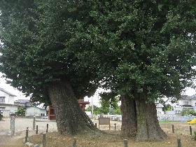真名板薬師堂のイチョウ