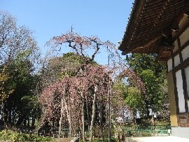 �s�c�s,���莛�̂������