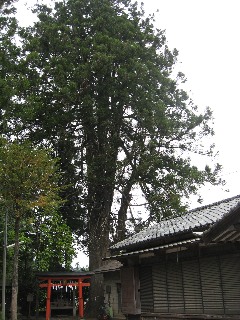 上影森諏訪神社の大スギ