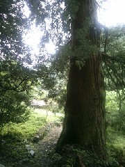 �����쒬 �͌���̐�