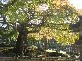 西善寺のコミネカエデ