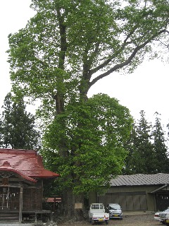 �F��_�Ђ̑�P���L