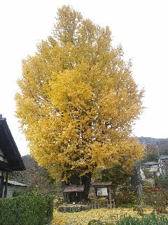 国神の大イチョウ