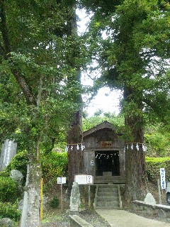 小鹿野町 日影地区の夫婦杉