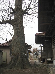 �����_�Ђ̃P���L