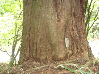 �O��R�̃T����