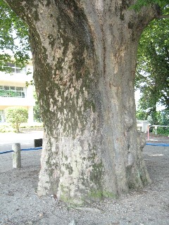 �g�c���w�Z�Z��̑傯�₫