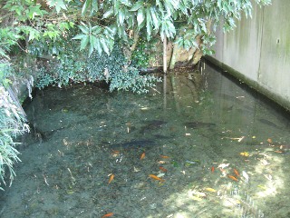 ���⎵����(�����R�s)�F�{�@�̐���