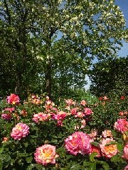 �ɓޒ����{�s�L�O����