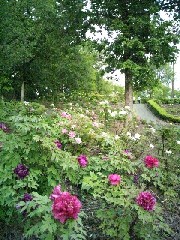 �����R�s�F�����R�ڂ���