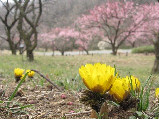 ���c�����u�ːX�ь����F�~�тƃt�N�W���\�E