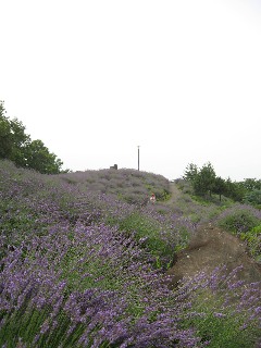 ���炳������(���x���_�[�R)