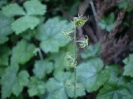 ��m�c�R�̂ӂ��Ƃɍ炭�R�`���������\�E