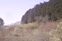 ��o�R�R���t�߂̔~�S�ԉ�