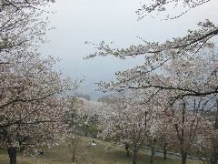 美の山山頂付近の桜