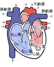 心臓