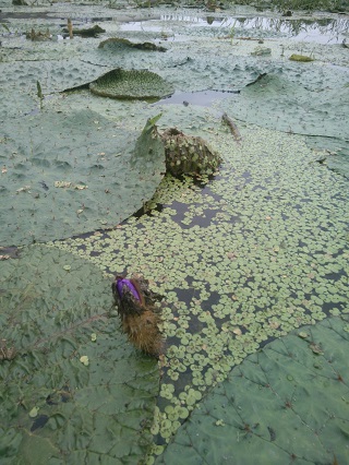 �I�j�o�X�̉�