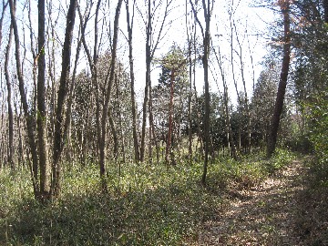 雑木林の道