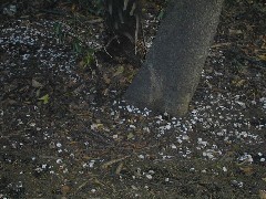 �V���L��