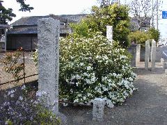 万葉遺跡葛飾早稲産地