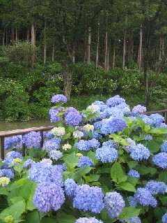 ���R���F����