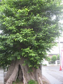 ���q�X���̃��N�m�L�F����s