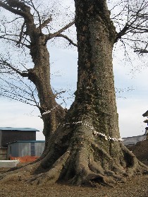 ����s ���}�_�Ђ̋����P���L�E�G�m�L�Q