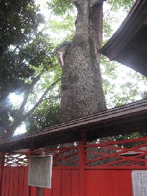 ����s �k�_�Ђ̑�P���L