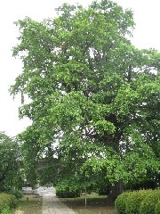 �~���@�̑�C�`���E