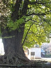 �����������_�Ђ̃C�`���E