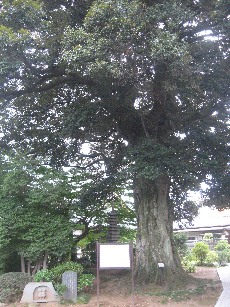 �������܎s �@�����̃X�_�W�C